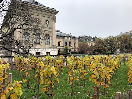 Weinbau mitten in Genf